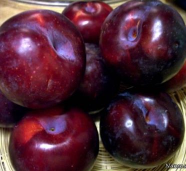 فروشگاه اینترنتی آجیل ماجیل