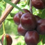 فروشگاه اینترنتی آجیل ماجیل