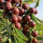 عناب تازه بیرجند